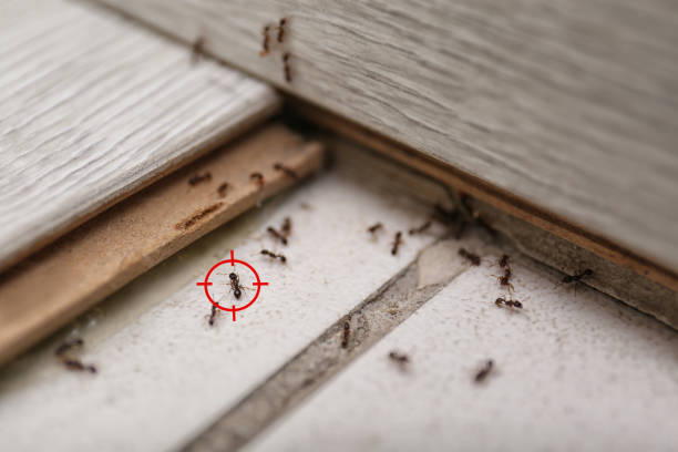 Best Mosquito Control Services  in Wolfhurst, OH