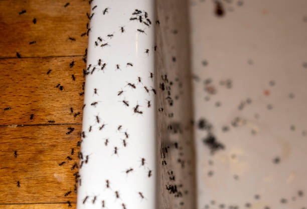 Best Affordable Pest Control Services  in Wolfhurst, OH